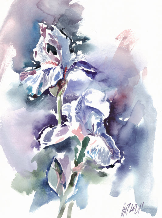 Irises - print
